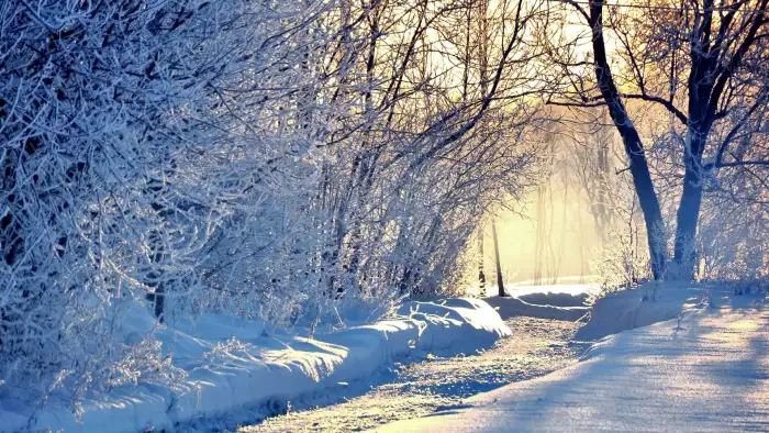 Sun Light Winter Forest Background HD Wallpaper Free