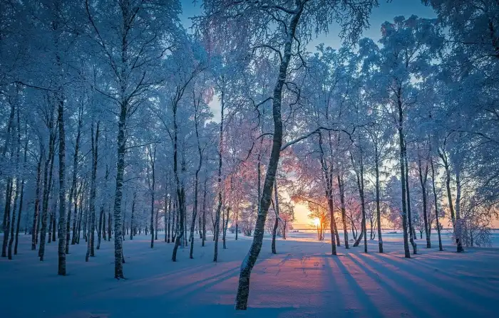 Sun Light Winter Forest Background HD Wallpaper Free