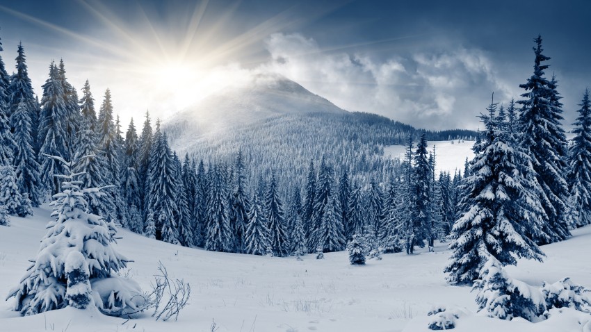 Sun Sky Winter Tree Background HD Download