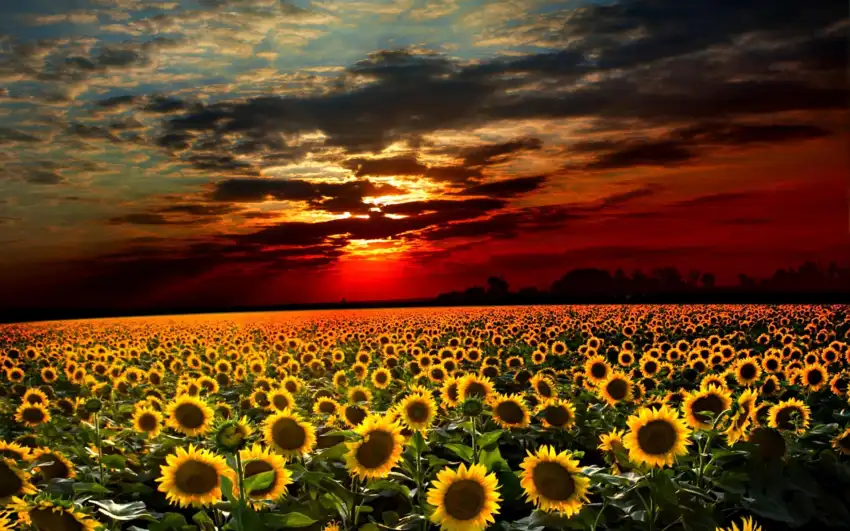 Sunflower Sunrise Field Background HD Download