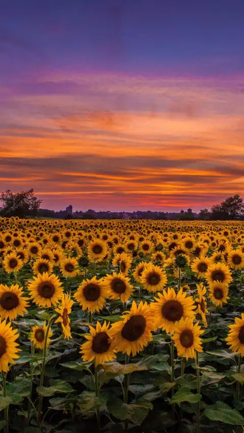 Sunflower Sunset Field Background  HD Download