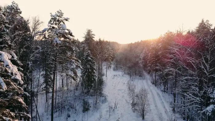 Sunlight Aerial View Snow Covered Forest Background