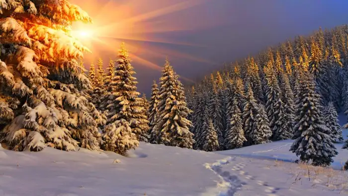 Sunris Sky Wintersun Forest Background HD Wallpaper