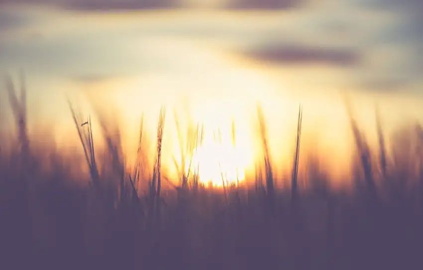 Sunrise Field Background Full HD Wallpaper Download