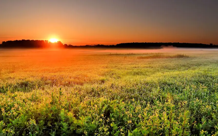 Sunrise Field Background Full HD Wallpaper Download