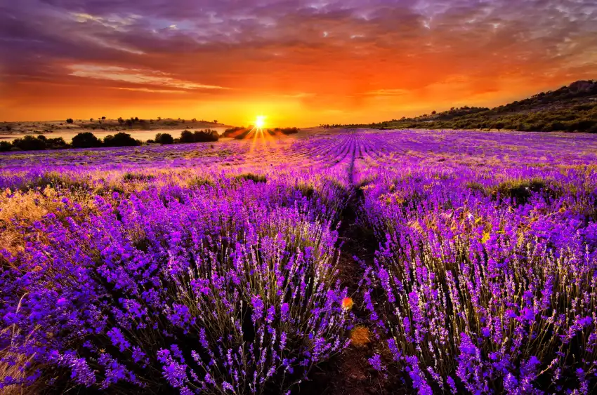 Sunrise Field Background Full HD Wallpaper Download