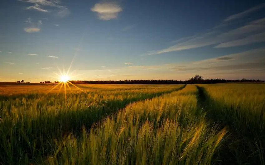 Sunrise Field Background Full HD Wallpaper Download