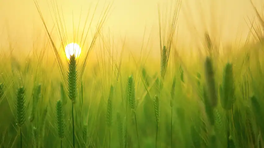 Sunrise Field Background HD Download