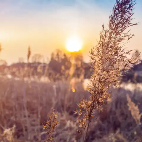 Sunrise Field Background HD Download