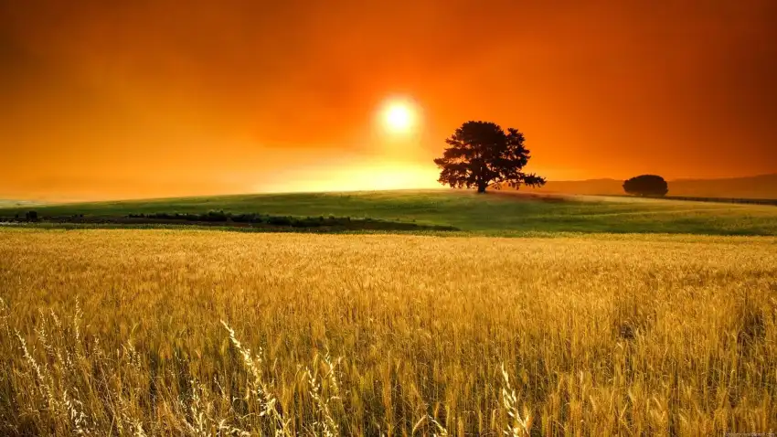 Sunrise Field Background HD Wallpaper Download