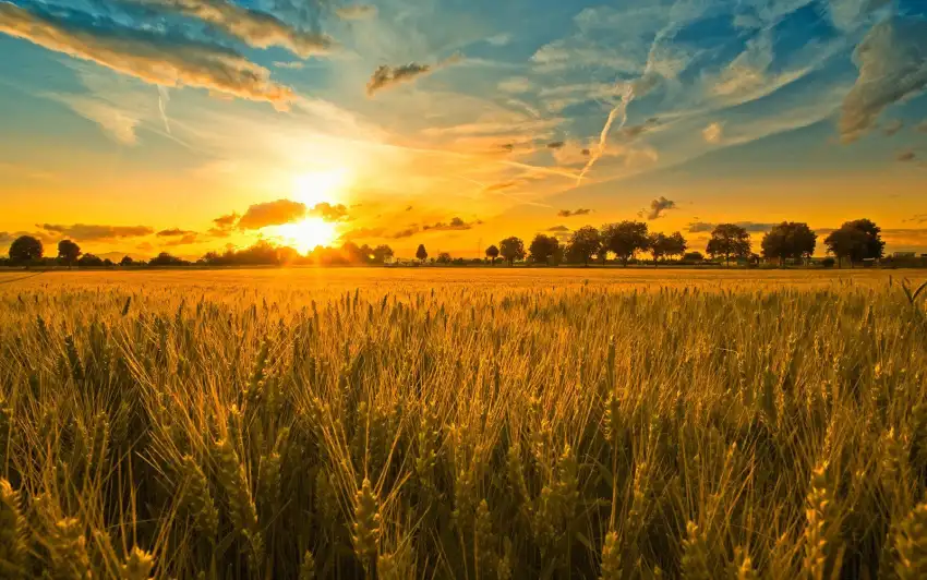 Sunrise Field Background HD Wallpaper Download