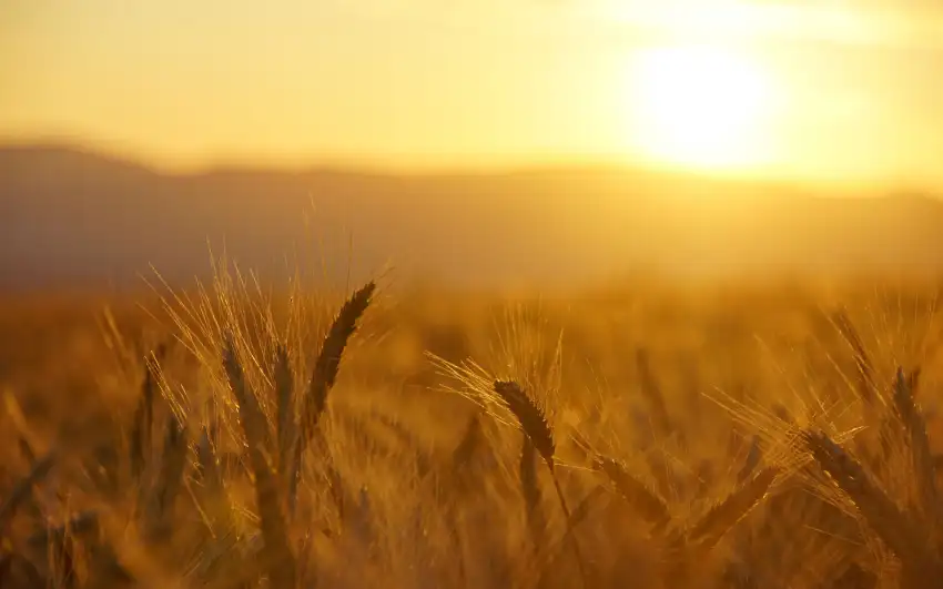 Sunrise Field Background HD Wallpaper Download