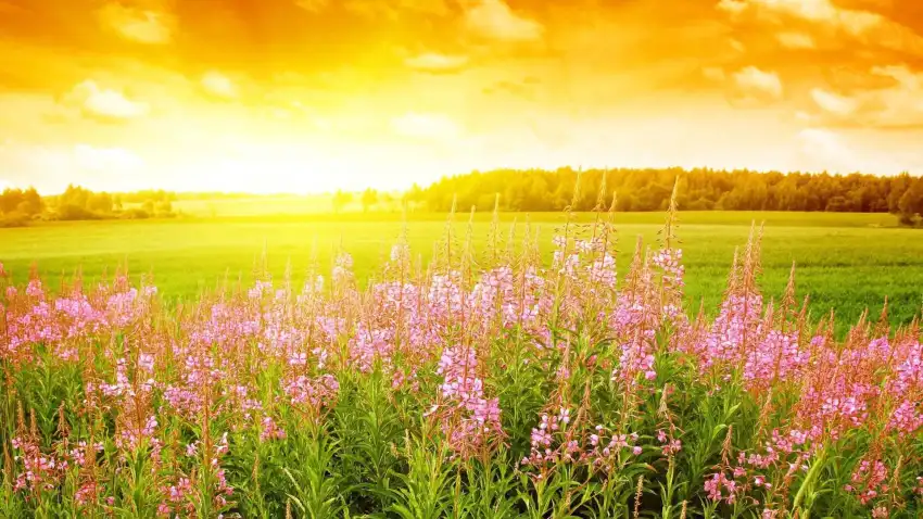 Sunrise Field Editing Wallpaper  Background HD Download