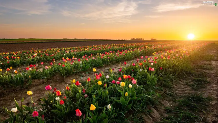 Sunrise Field Editing Wallpaper  Background HD Download