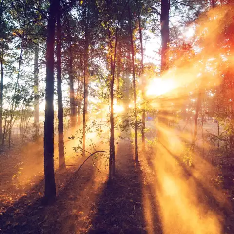 Sunrise Field Forest Background HD Download