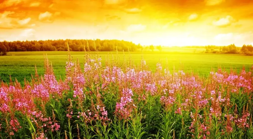 Sunrise Field With Sky Background HD Download