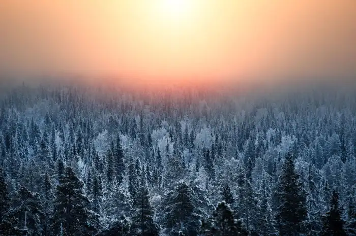 Sunrise In Sky Wintersun Forest Background HD Wallpaper