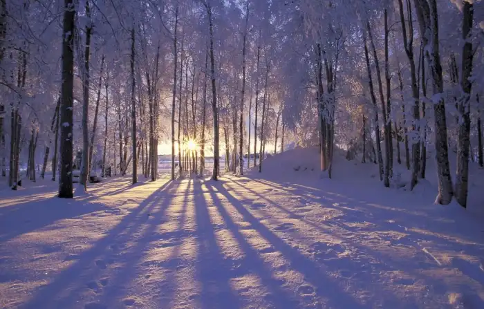 Sunrise  Morning Winter Forest Background HD Wallpaper