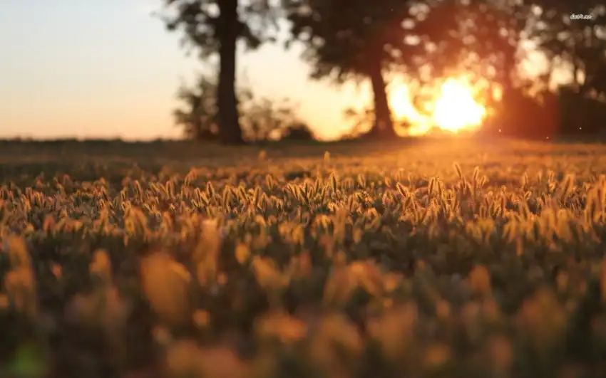 Sunrise Sky  Field Background HD Download