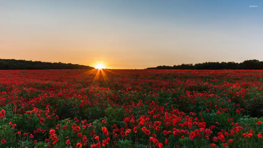 Sunrise Sky  Field Background HD Download