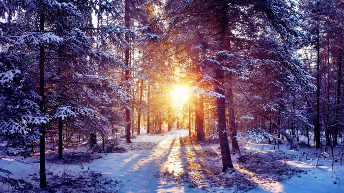 Sunrise Sun Winter Forest Background HD Wallpaper