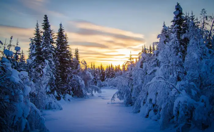 Sunrise  Winter Forest Background HD Wallpaper