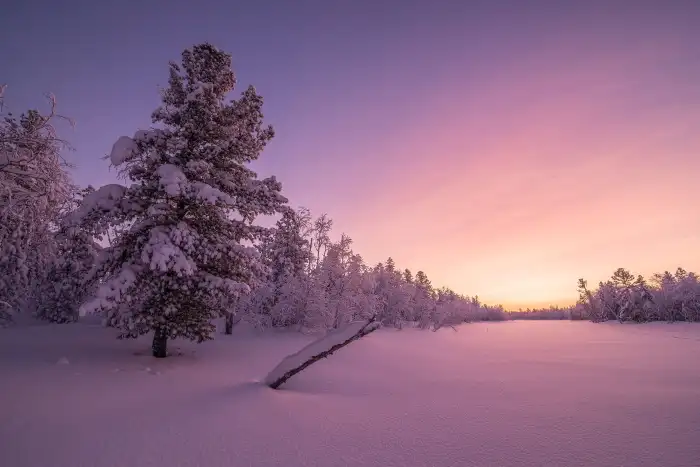 Sunrise Winter Forest Background HD Wallpaper Free