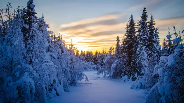 Sunrise Winter Forest Background HD Wallpaper Free