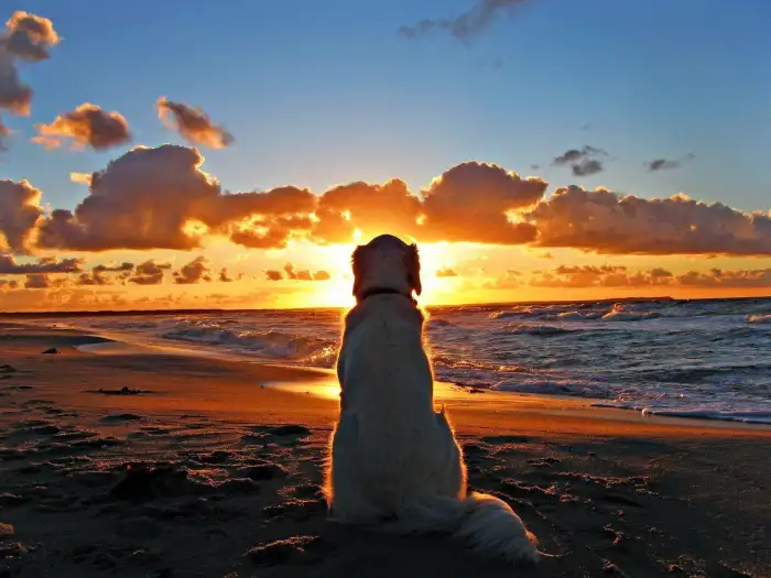 Sunset Beach Dog Sitting Background Free