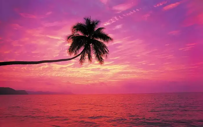 Sunset Beach Palm Tree Rainbow Sky Background Free