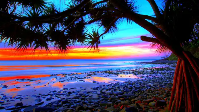 Sunset Beach Palm Tree Rainbow Sky Background Free