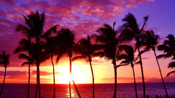 Sunset Beach Palm Tree Rainbow Sky Background Free