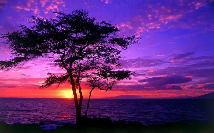 Sunset Beach Pastel Tree Background Free