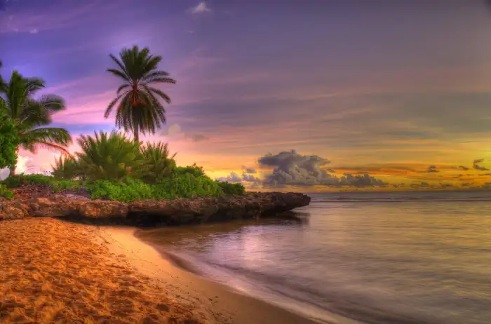 Sunset Beach Plam Coconut Tree Background Free