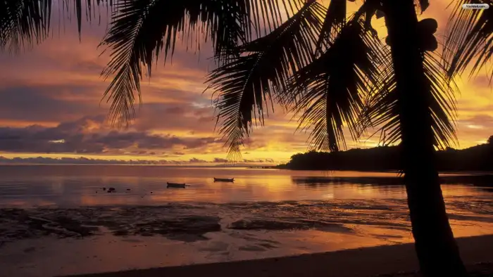 Sunset Beach Plam Coconut Tree Background Free