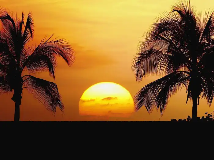 Sunset Beach Plam Coconut Tree Background Free