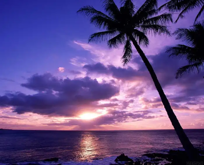 Sunset Beach Plam Coconut Tree Background Free