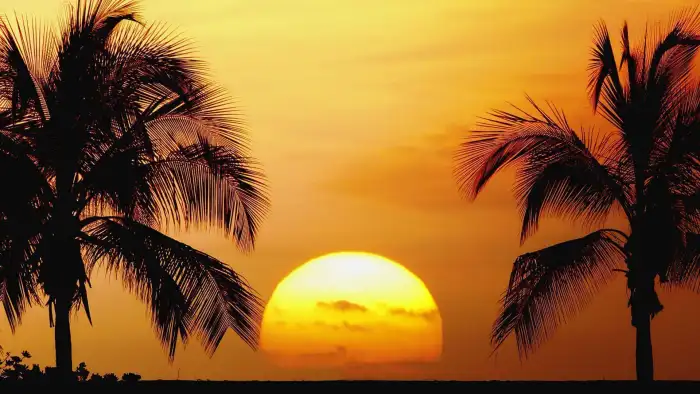 Sunset Beach Tropical Coconut Palm Tree Background Free