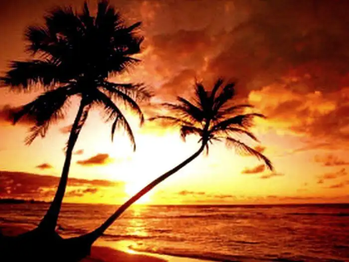 Sunset Beach Tropical Coconut Palm Tree Background Free