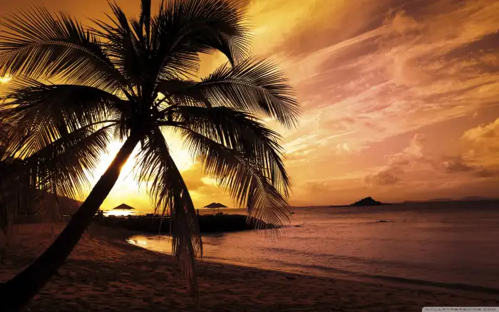 Sunset Beach Tropical Coconut Palm Tree Background Free