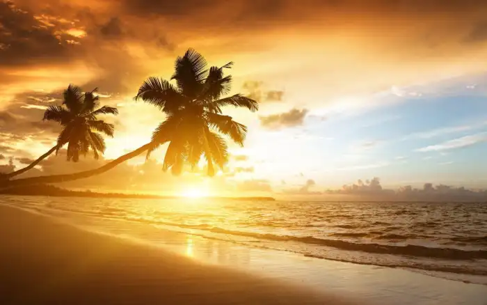 Sunset Beach Tropical Coconut Palm Tree Background Free