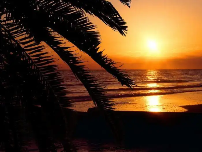 Sunset Beach Tropical Coconut Palm Tree Background Free