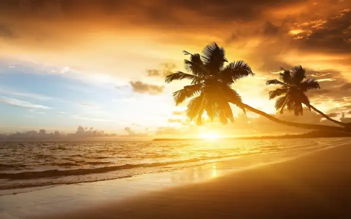 Sunset Beach Tropical Palm Coconut Tree Background Free