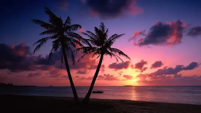 Sunset Beach Tropical Palm Coconut Tree Background Free