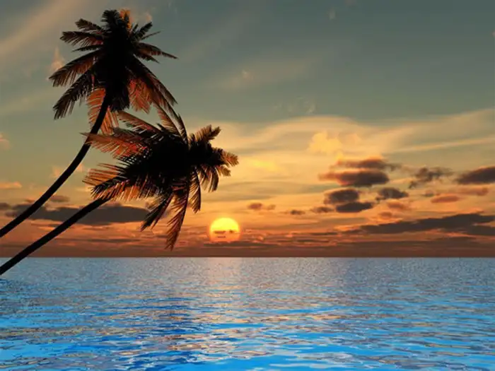 Sunset Beach Tropical Palm Coconut Tree Background Free