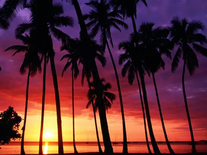 Sunset Beach Tropical Palm Tree Background For Zoom