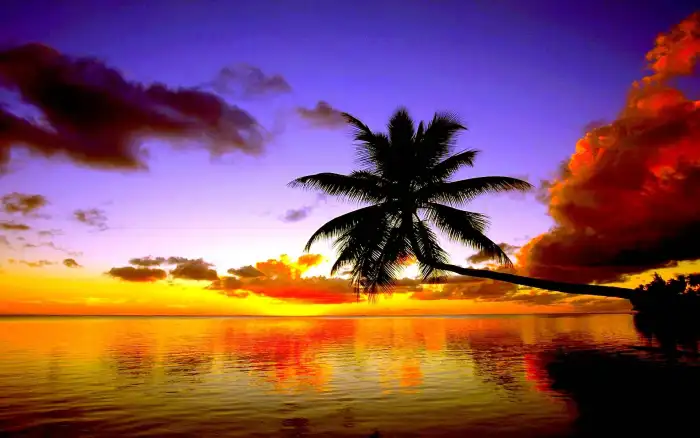 Sunset Beach Tropical Plam Tree Coconut Tree Background Free