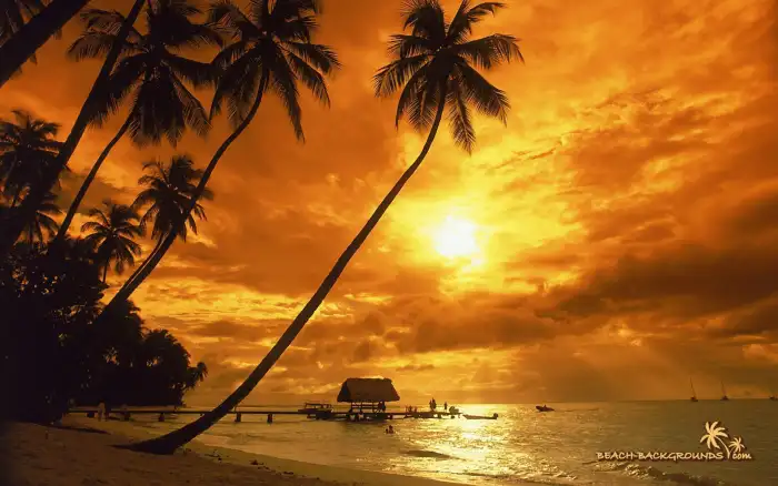 Sunset Beach Tropical Plam Tree Coconut Tree Background Free