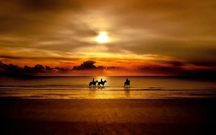 Sunset Beach With Horse Image HD Background Free