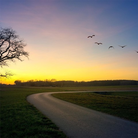 Sunset Bird Sky  Road Background  Full HD   Download Free